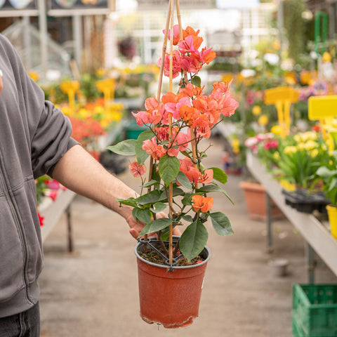 Simegarden Bougainvillea rampicante 17 cm / Arancio-rosa