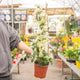 Simegarden Bougainvillea rampicante 17 cm / Bianco