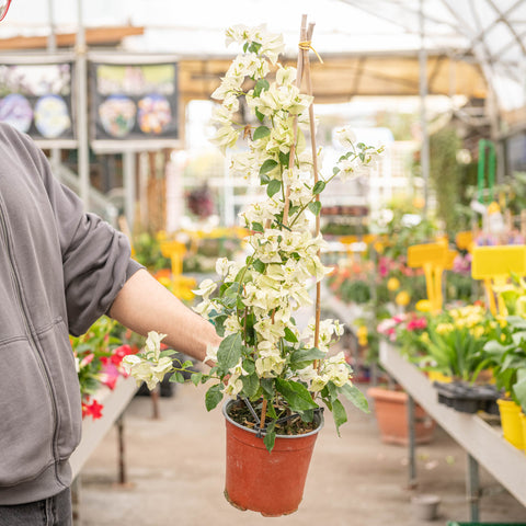 Simegarden Bougainvillea rampicante 17 cm / Bianco