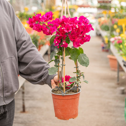 Simegarden Bougainvillea rampicante 17 cm / Fucsia