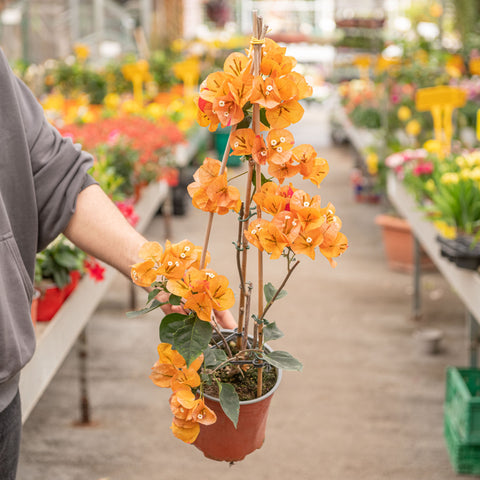 Simegarden Bougainvillea rampicante 17 cm / Giallo-arancio