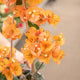 Simegarden Bougainvillea rampicante