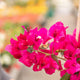 Simegarden Bougainvillea rampicante