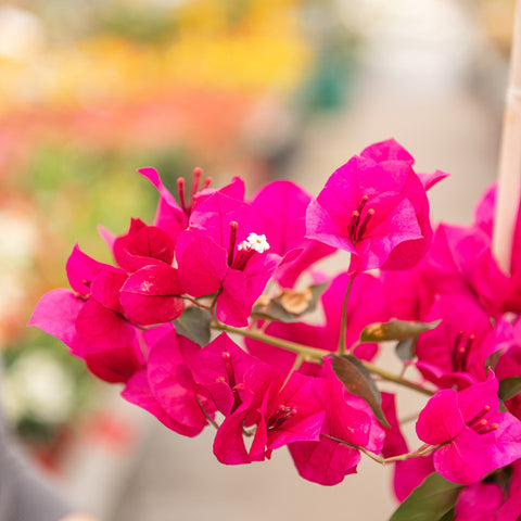 Simegarden Bougainvillea rampicante
