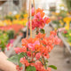 Simegarden Bougainvillea rampicante