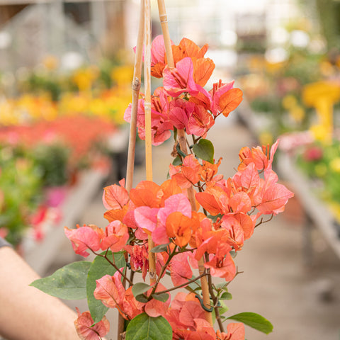 Simegarden Bougainvillea rampicante