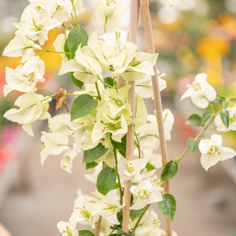 Simegarden Bougainvillea rampicante