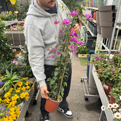 Simegarden Bougainvillea sanderiana 17 cm - rampicante