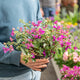 Simegarden Bougainvillea sanderiana a cespuglio 17 cm / Meno fiorita rispetto alla foto