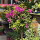 Simegarden Bougainvillea sanderiana albero