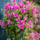 Simegarden Bougainvillea sanderiana albero 19 cm / Viola