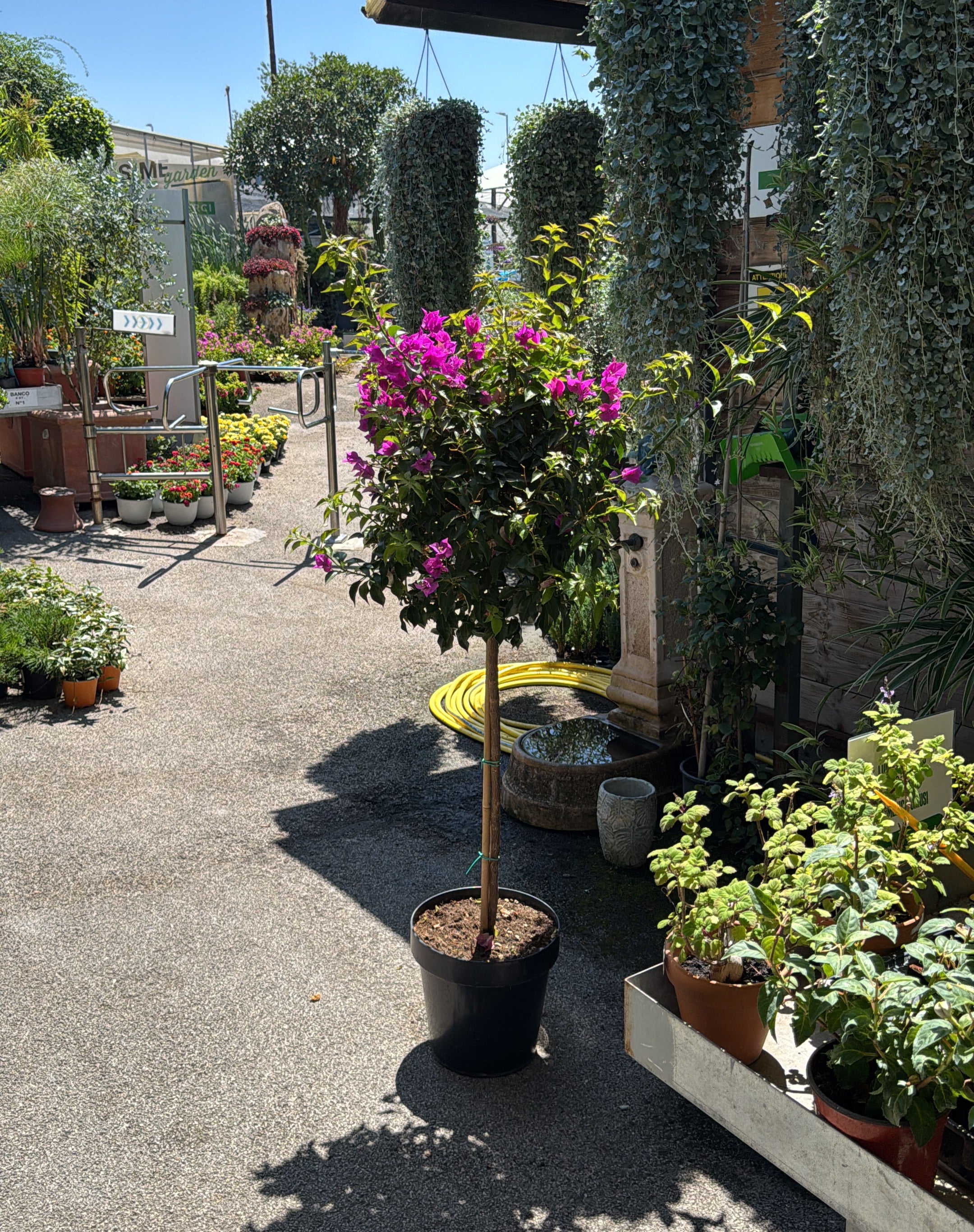 Bouganvillea Sanderina Alberello - Pianta Con Fiori Rosa, Vaso 14 Cm, Altezza 50-70 Cm - Foto 5