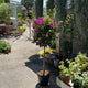 Simegarden Bougainvillea sanderiana albero 30 cm / Viola