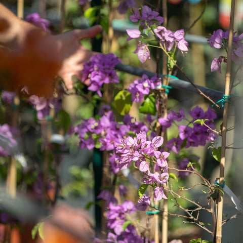 Simegarden Bougainvillea x spectoglabra 19 cm / Rosa