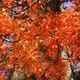 Simegarden Brachychiton acerifolius