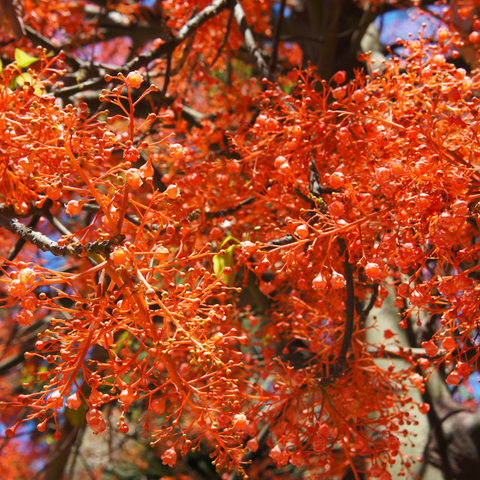 Simegarden Brachychiton acerifolius