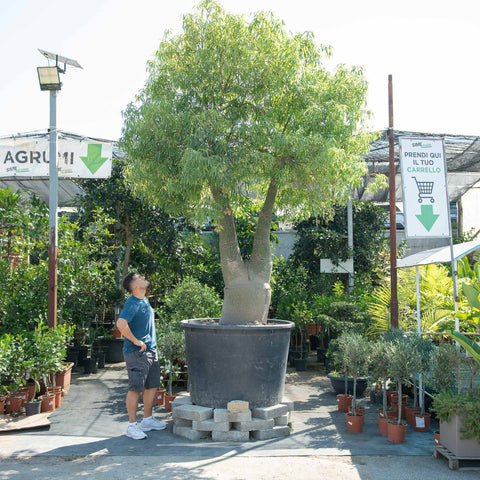 Simegarden Brachychiton rupestris 100 cm