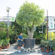 Simegarden Brachychiton rupestris
