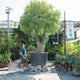 Simegarden Brachychiton rupestris
