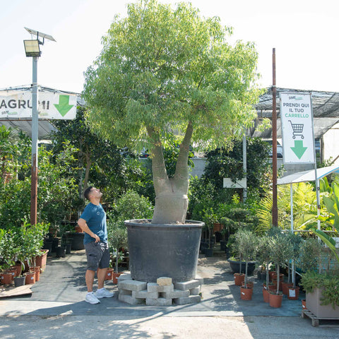 Simegarden Brachychiton rupestris