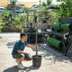 Simegarden Brachychiton rupestris 30 cm