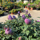 Simegarden Buddleja davidii nanho purple 18 cm