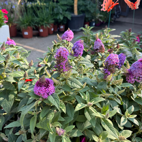 Simegarden Buddleja davidii nanho purple 18 cm