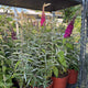 Simegarden Buddleja davidii nanho purple