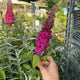 Simegarden Buddleja davidii nanho purple
