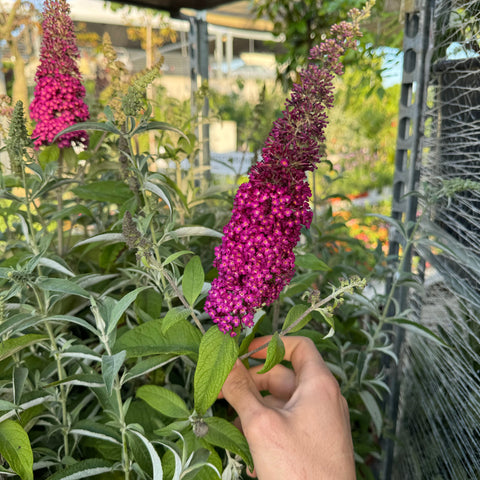 Simegarden Buddleja davidii nanho purple