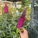 Simegarden Buddleja davidii nanho purple
