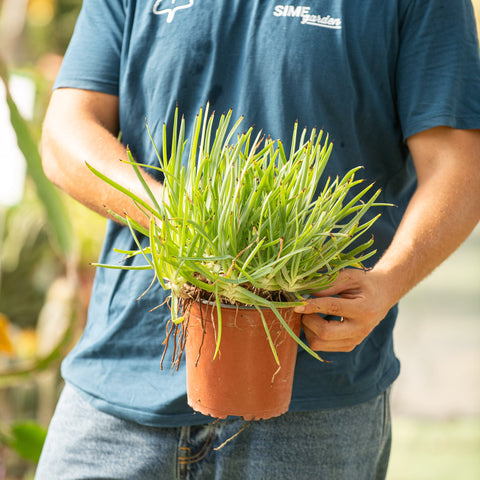 Simegarden Bulbine frutescens