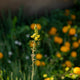 Simegarden Bulbine frutescens