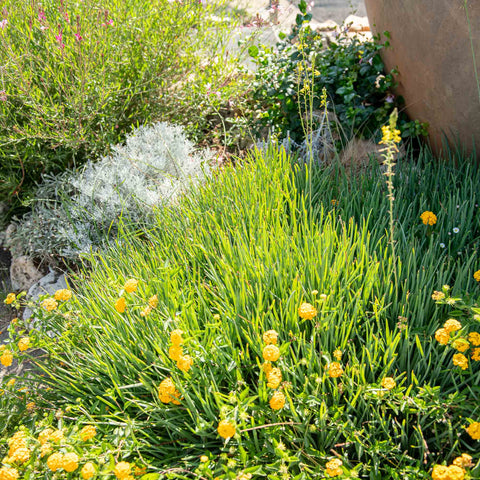 Simegarden Bulbine frutescens