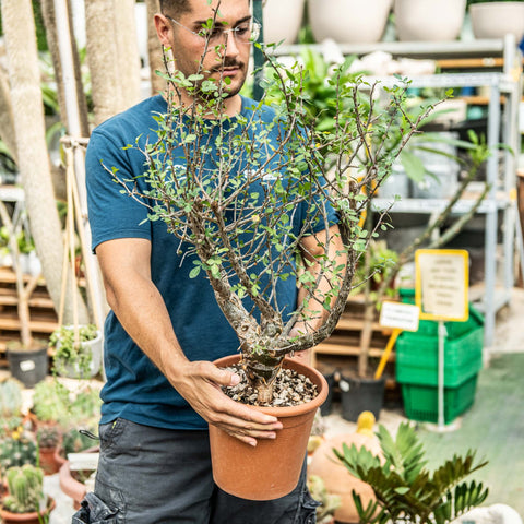 Simegarden Bursera fagaroides 25 cm