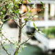 Simegarden Bursera fagaroides 25 cm