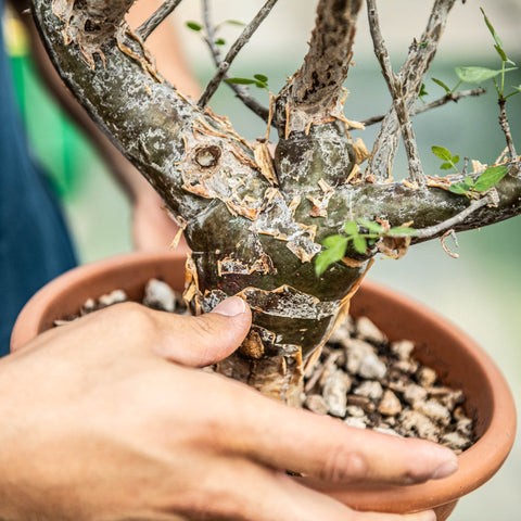 Simegarden Bursera fagaroides 25 cm