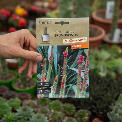 Simegarden Cactus coda di volpe Semi