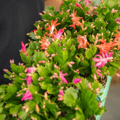 Simegarden Cactus di Natale