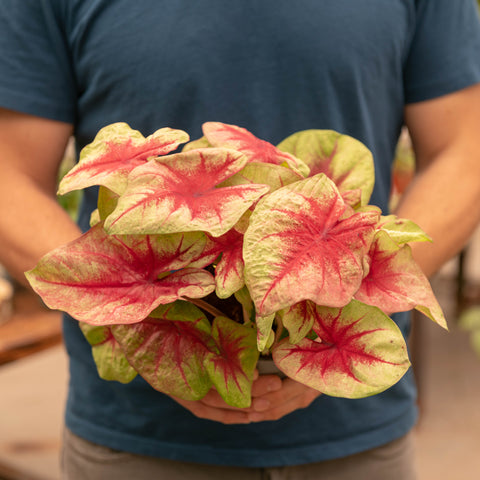 Simegarden Caladium bicolor 14 cm