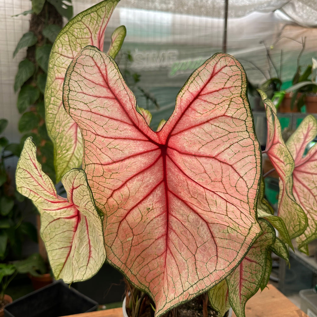 Caladium rosa – Simegarden