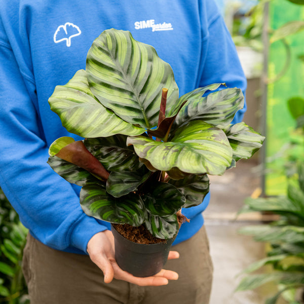 Calathea fasciata