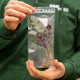 Simegarden Calathea in idrocoltura