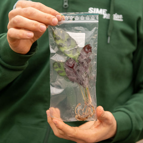 Simegarden Calathea in idrocoltura
