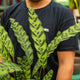 Simegarden Calathea lancifolia