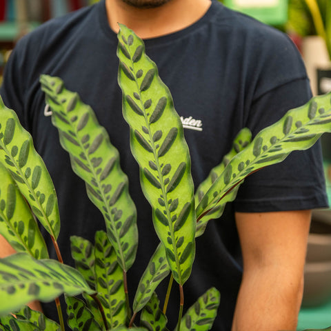 Simegarden Calathea lancifolia