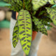 Simegarden Calathea lancifolia