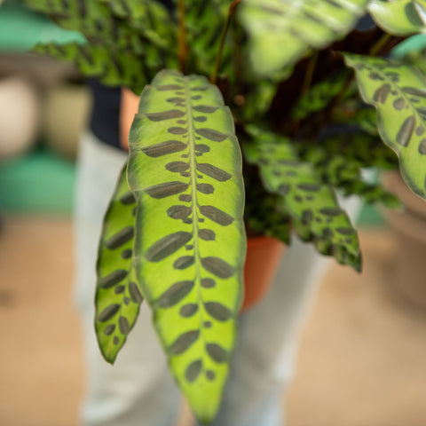 Simegarden Calathea lancifolia