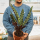 Simegarden Calathea lancifolia 17 cm