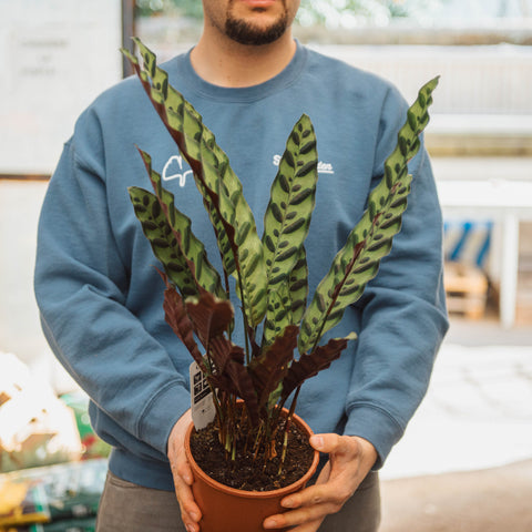 Simegarden Calathea lancifolia 17 cm